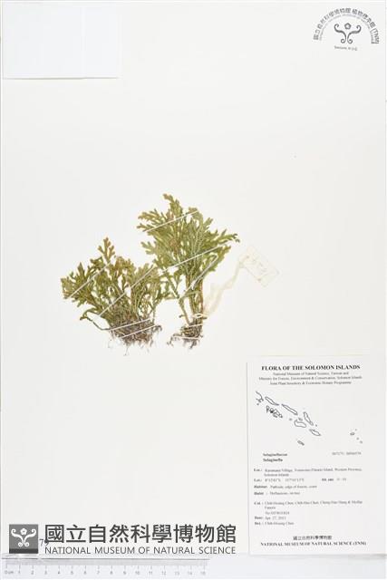 登錄號:BP00579藏品圖，第1張