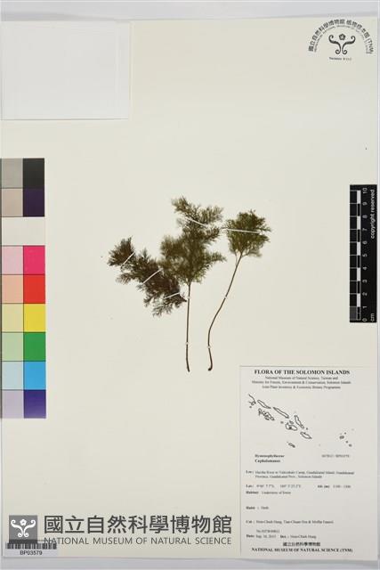 Accession Number:BP03579 Collection Image