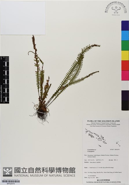 登錄號:BP02979藏品圖，第1張