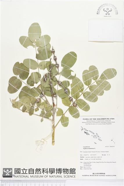 毛苦參藏品圖，第1張