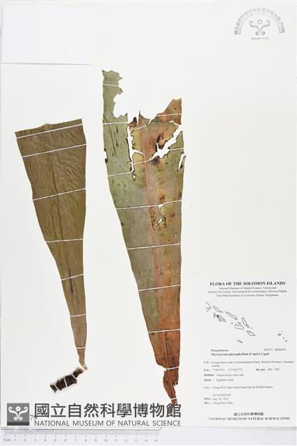 登錄號:BP00979藏品圖，第1張