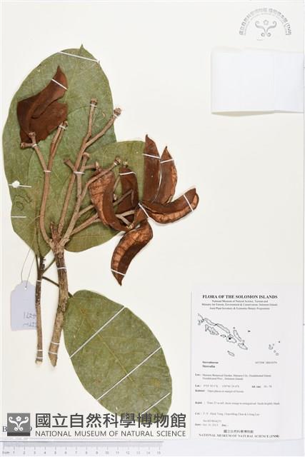 登錄號:BS03979藏品圖，第1張