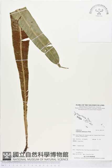 登錄號:BP01379藏品圖，第1張
