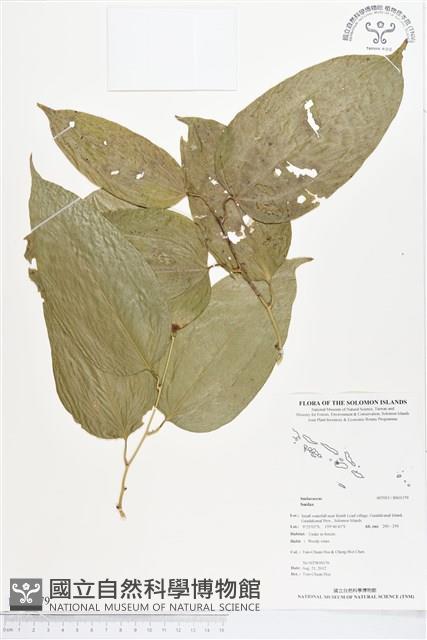 登錄號:BS01379藏品圖，第1張