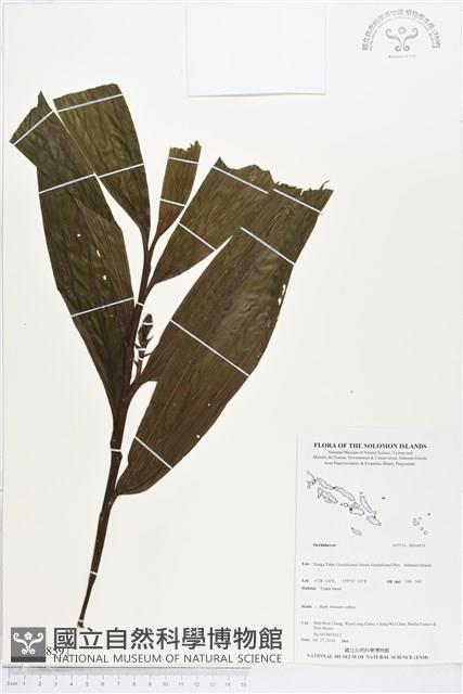 登錄號:BS04859藏品圖，第1張