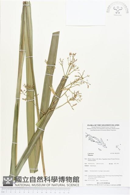 登錄號:BS03859藏品圖，第1張