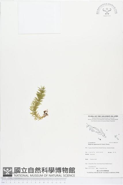 杉葉石松、展葉馬尾杉藏品圖，第1張