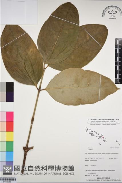 登錄號:BG00059藏品圖，第1張