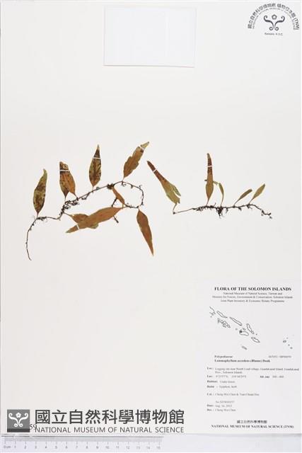 登錄號:BP00059藏品圖，第1張