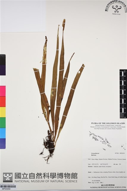 登錄號:BP03059藏品圖，第1張