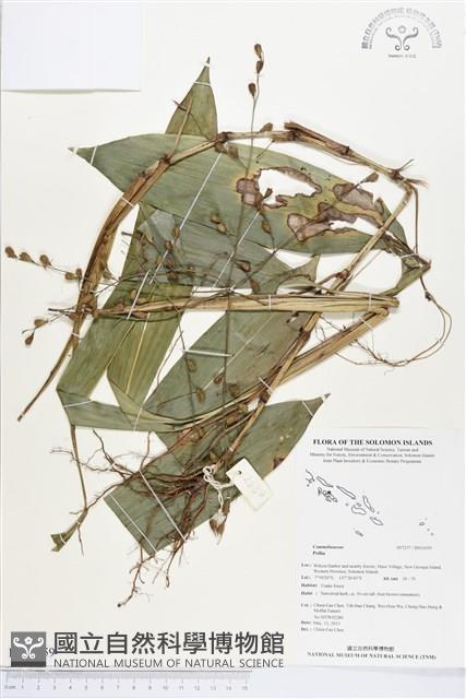 登錄號:BS03059藏品圖，第1張