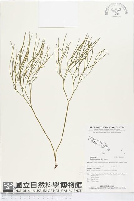 松葉蕨藏品圖，第1張