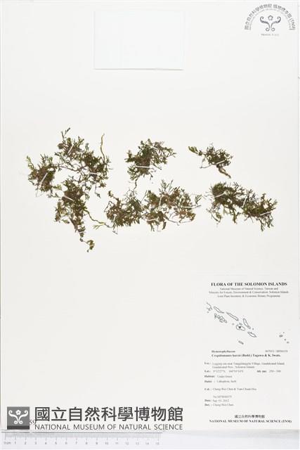 柯氏假脈蕨、假脈蕨藏品圖，第1張