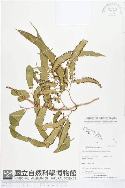 Accession Number:BP01159 Collection Image