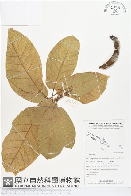 登錄號:BS02459藏品圖，第1張