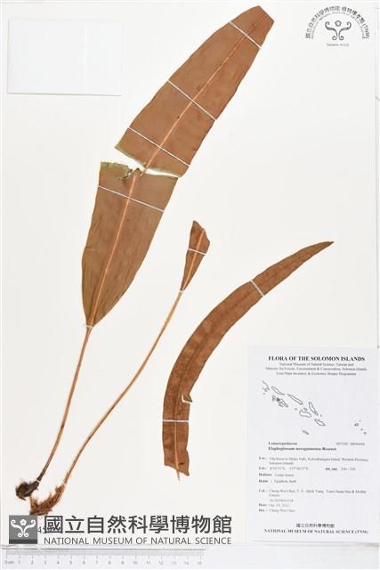 登錄號:BP00459藏品圖，第1張