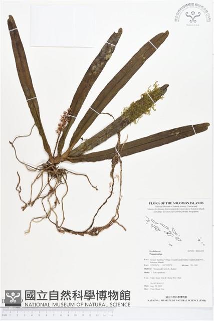 登錄號:BS01459藏品圖，第1張