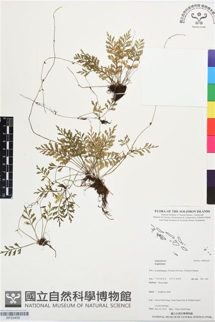 登錄號:BP03459藏品圖，第1張