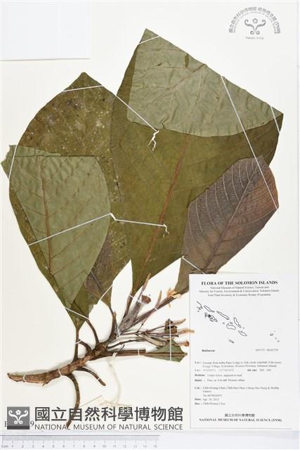 登錄號:BS02759藏品圖，第1張