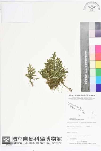 登錄號:BP02559藏品圖，第1張