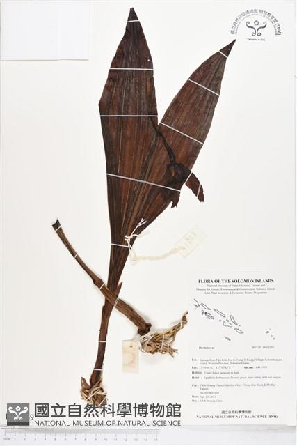 登錄號:BS02559藏品圖，第1張