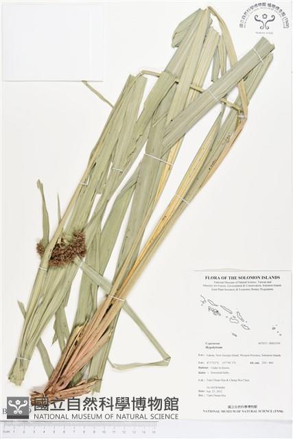 登錄號:BS01559藏品圖，第1張