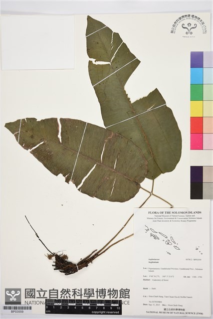 登錄號:BP03559藏品圖，第1張