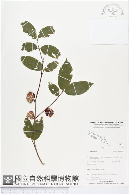 登錄號:BS03559藏品圖，第1張