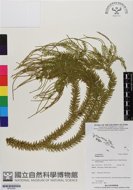 登錄號:BP02959藏品圖，第1張