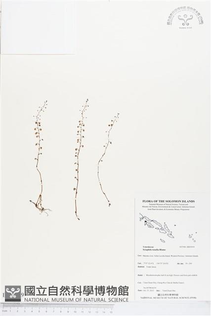 登錄號:BS03959藏品圖，第1張