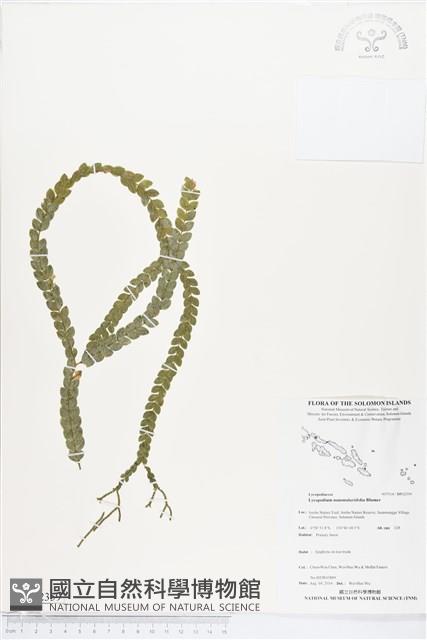 扁葉馬尾杉、魚鱗馬尾杉藏品圖，第1張