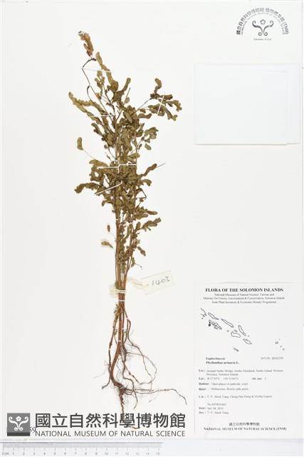 葉下珠、珠仔草藏品圖，第1張