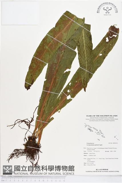 登錄號:BP00359藏品圖，第1張