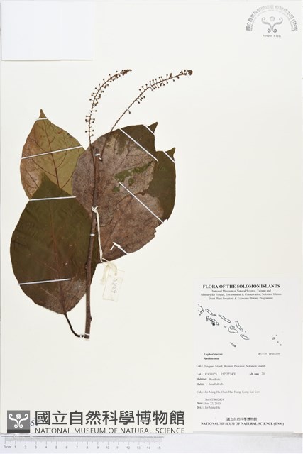 登錄號:BS03359藏品圖，第1張