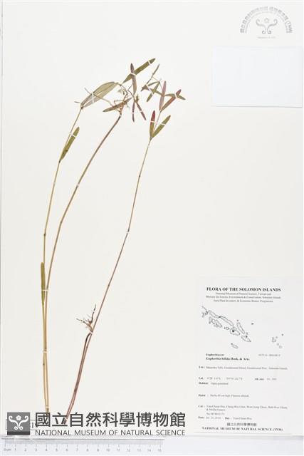 登錄號:BS04819藏品圖，第1張