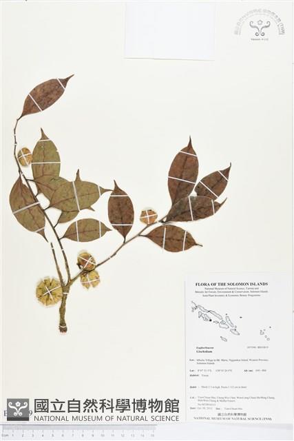 登錄號:BS03819藏品圖，第1張