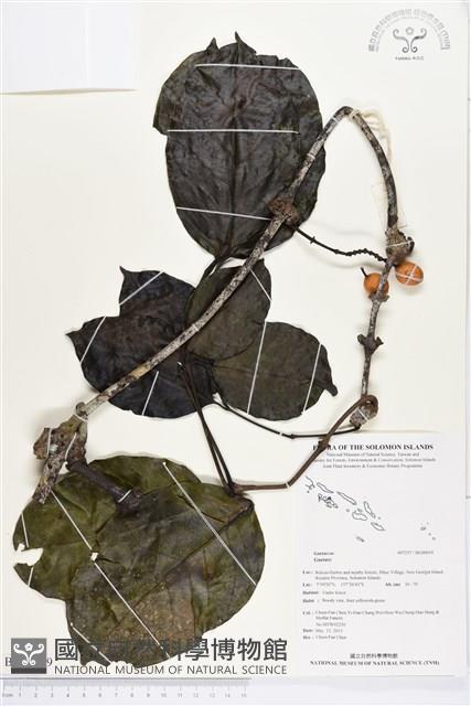 登錄號:BG00019藏品圖，第1張