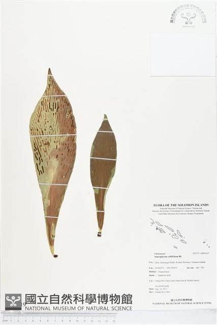 水芋葉車前、美葉車前蕨藏品圖，第1張