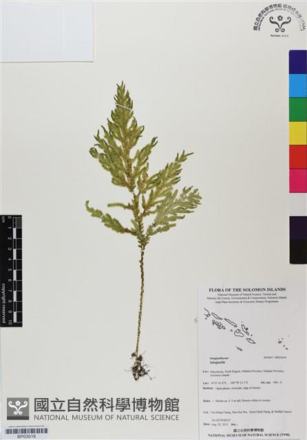 登錄號:BP03019藏品圖，第1張