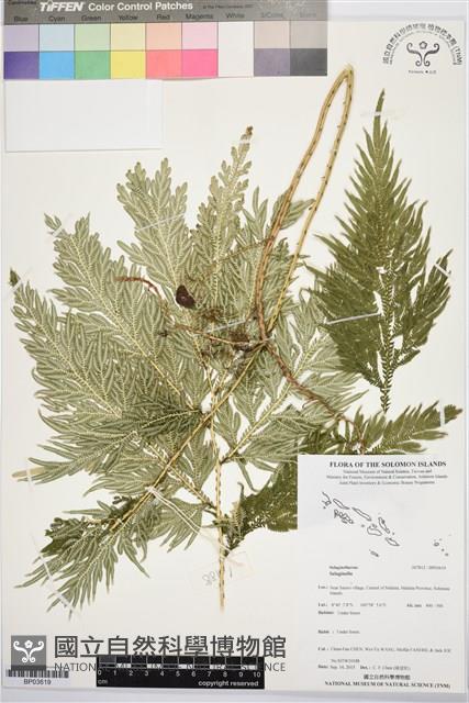 Accession Number:BP03619 Collection Image