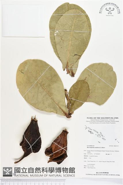 棋盤腳樹藏品圖，第1張