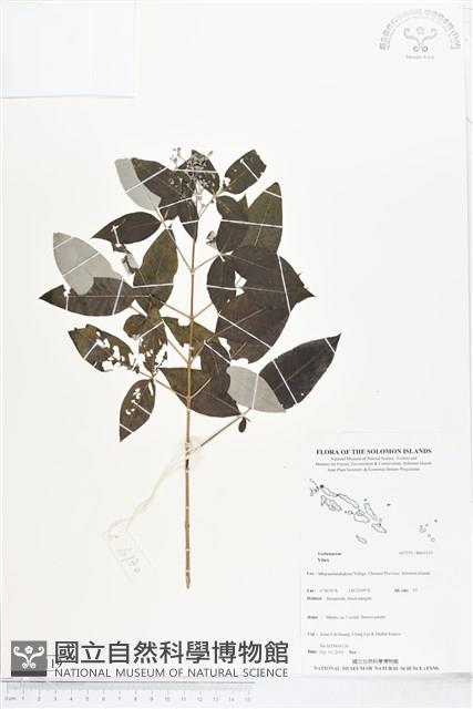 登錄號:BS05119藏品圖，第1張