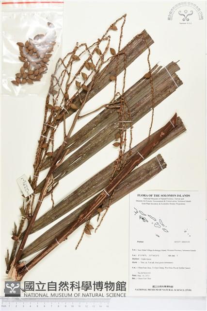 登錄號:BS03119藏品圖，第1張