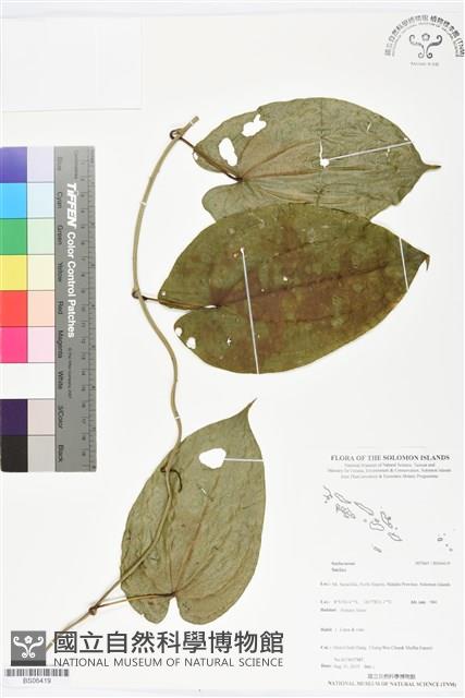 登錄號:BS06419藏品圖，第1張