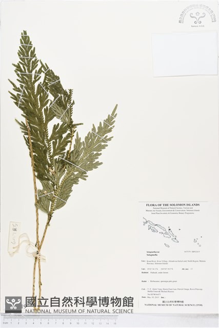 登錄號:BP02419藏品圖，第1張