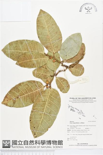 白肉榕藏品圖，第1張