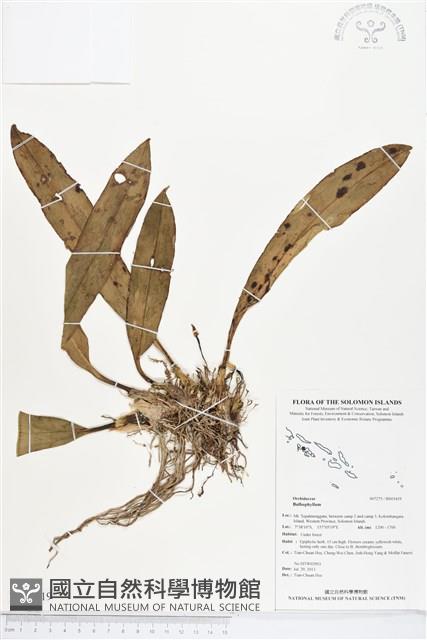 登錄號:BS03419藏品圖，第1張