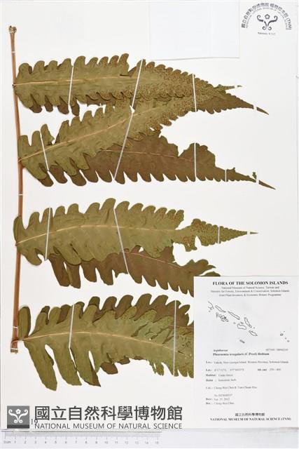 登錄號:BP00219藏品圖，第1張