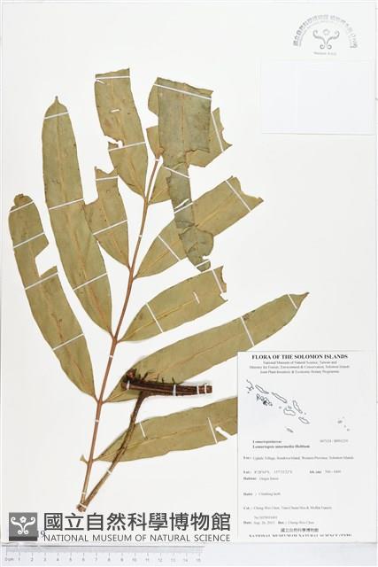 登錄號:BP01219藏品圖，第1張