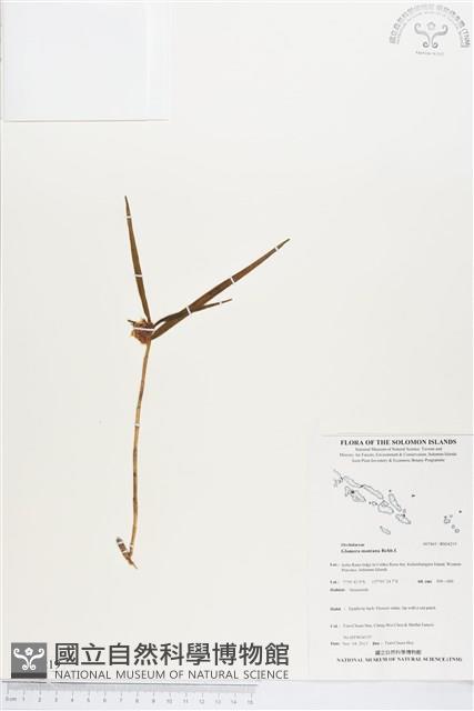 登錄號:BS04219藏品圖，第1張